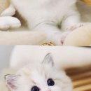 강남고양이분양 스타돌스 | 강남고양이분양 스타돌스에서 사랑스러운 반려묘를 만나보세요!