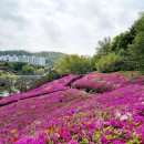 4월30일 화요일 수리산 철쭉동산 걷기 공지 이미지