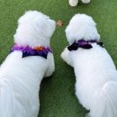 개버드 스쿨 이미지