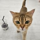 캣플코지눅 시화점 이미지