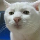 비티아이 이미지