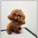 까망댕댕 이미지