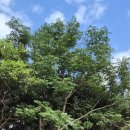 억새풀농장 | 제 2농장 주변정리하기.