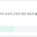 초이스펫 이미지