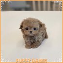 대전고양이분양 퍼피댕 캣 안심분양소 둔산점 | 세종고양이분양 분위기부터 다른 퍼피댕 방문 후기