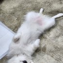 11560-문래동01-119 | 처음 다녀온 서울 유기묘 유기견 봉사활동 후기: 신청방법, 준비물, 하는 일