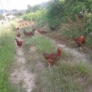 토종닭농장 이미지