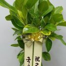 덴토피아치과의원 이미지