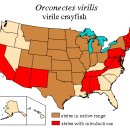 Northern Crayfish, virile crayfish (Orconectes virilis) 이미지