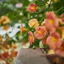 한옥마을 자전거대여소 하천 공중화장실 이미지