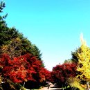 단풍나무 이미지