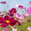 대부바다향기 테마파크 이미지