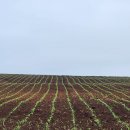 콤포스텔라 이미지