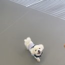 댕스케어센터 이미지