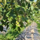 차령농장 이미지