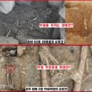 대도IT | 1500년전 무덤에 묻힌 개(犬)의 정체..신라인의 반려견, 가야인의 경비견[이기환의 Hi-story]