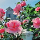 이뻐지는산책 이미지