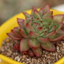 로맨스 다육 이미지