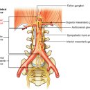 Re: 미주신경자극 파일럿 스터디. cholinergic anti-inflammatory pathway 기전 --＞ 만성신장염증 이미지