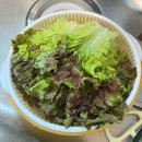 두메농장 | 쌈 싸 먹고 샐러드도 뚝딱! 상추요리 레시피 총집합🌱 | 두메산골농장 무농약 상추 리뷰