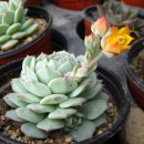 부영화원 이미지