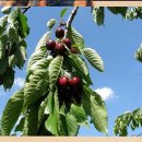 몽몽이애견 이미지