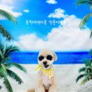 멍뭉이발소 네이버블로그