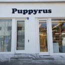 퍼피루스 이미지