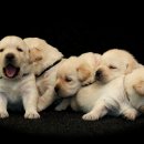 대신동물병원 이미지