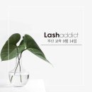 이수래쉬 네이버블로그