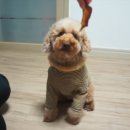 페티즈(petis) 이미지