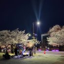 송정태권도체육관 | 안동 '2026 안동벚꽃축제' 현재 실시간 벚꽃 개화 상황 벚꽃맛집 벚꽃명소 추천 내돈내산 실제 방문 후기