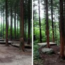 편백나무숲 이미지