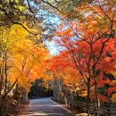 10월31일(토) 대마도(시라다케)산행 *슈시강단풍길 (1박2일) *특가* 안내 이미지