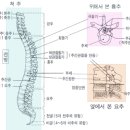 척추의 각 부위가 신체의 어떤 부위에 어떤 영향을 미치는가? 이미지