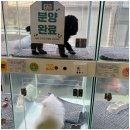 드림독 강아지분양 안심분양센터 부천점 이미지