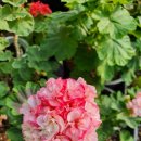 신영농원 이미지