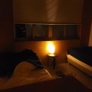 스테이시호일 이미지