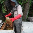 청정 벌꿀 이미지