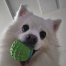 똥강아지 수제간식 이미지