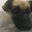 마송동물병원 이미지