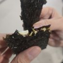 신태인시장(음식단지2층) | 세종 쌀국수 맛집 나트랑어이로 떠나는 베트남 여행: 하노이식 쌀국수 분짜 반미 후기