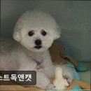 굿독 애견미용클럽 | (평택, 강아지, 고양이, 애견미용, 추천!) 퍼스트독앤캣 평택 강아지 미용 추천
