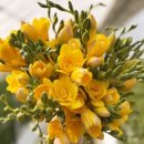 올래농장 이미지