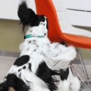 쁘띠퍼피 이미지