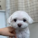 다녀오개습니다 이미지