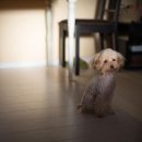 강아지와고양이나라 동물병원 이미지