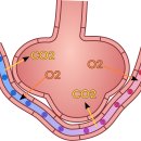 서울88동물의료원 이미지