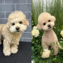 멍멍애견미용 이미지