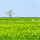 계전농장 | 국내여행 코스 5월은 고창으로